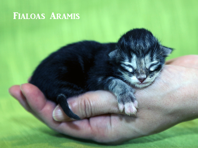 Fialoas Kitten