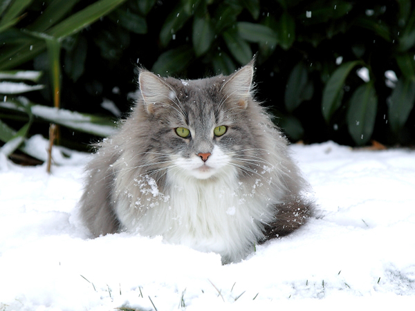 S"Just Catnap's Nami im Schnee