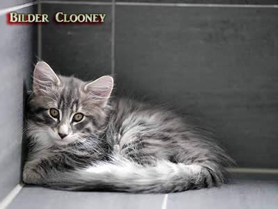 Bilder von Fialoas Clooney